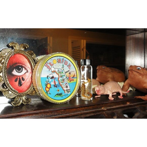 Vintage Florida Round Playing Cards in Celluloid Case souvenir full deck tiki - Picture 11 of 12